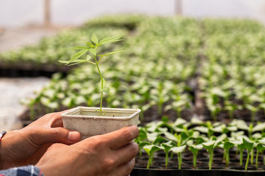 Person holding cannabis plant in large greenhouse.